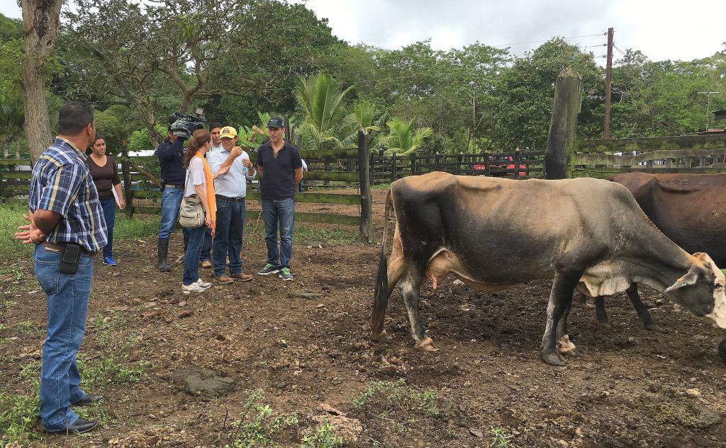 9 mil pequeños ganaderos de Nicaragua se benefician de las cadenas de valor