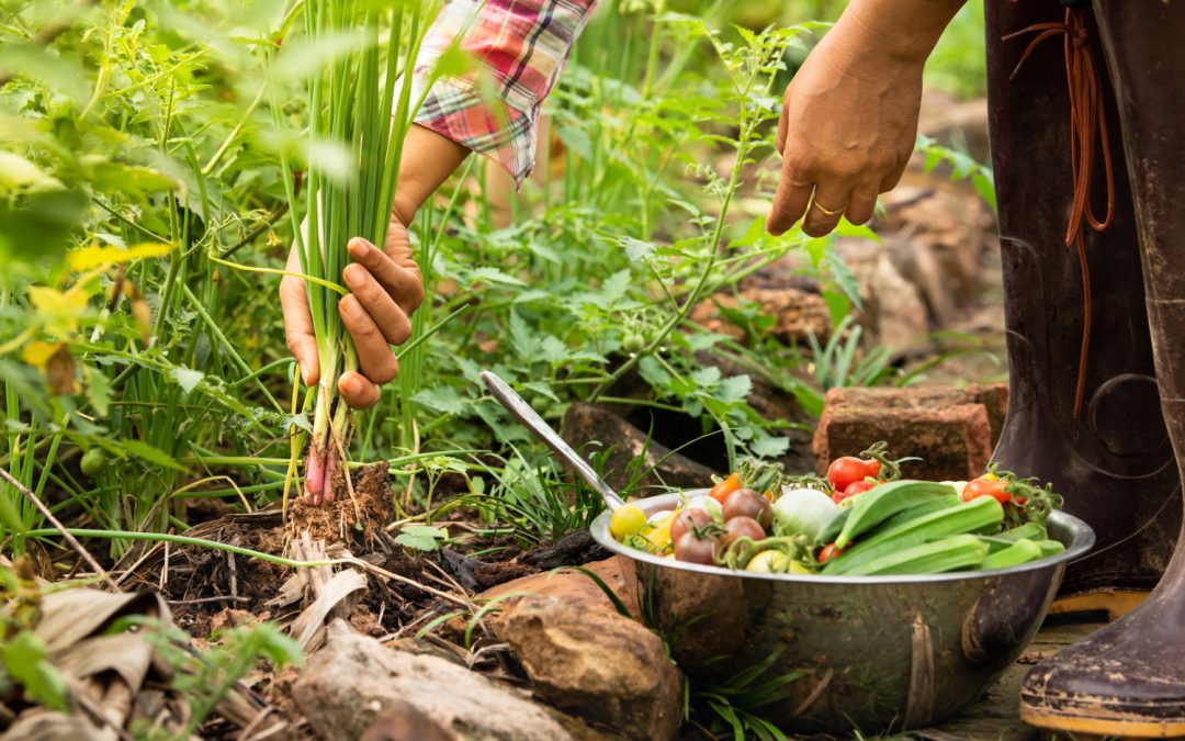 Cómo la gastronomía sostenible ayuda a cuidar el medio ambiente - Somos Iberoamérica / Somos Ibero-América